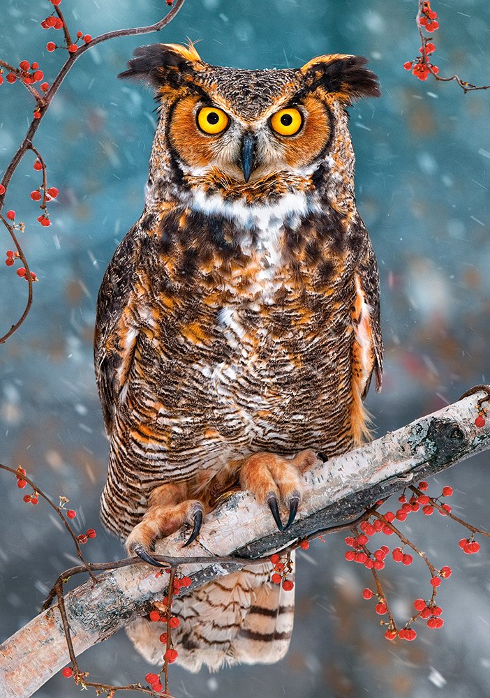 Great Horned Owl - 500pc Jigsaw Puzzle By Castorland