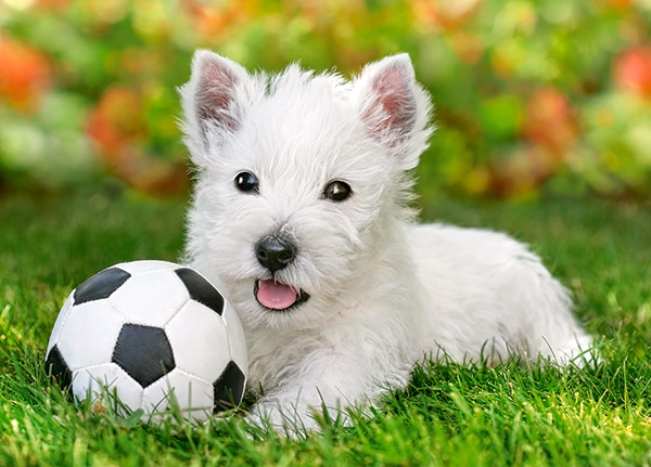 White Terrier and Football - 60pc Jigsaw Puzzle By Castorland  			  					NEW