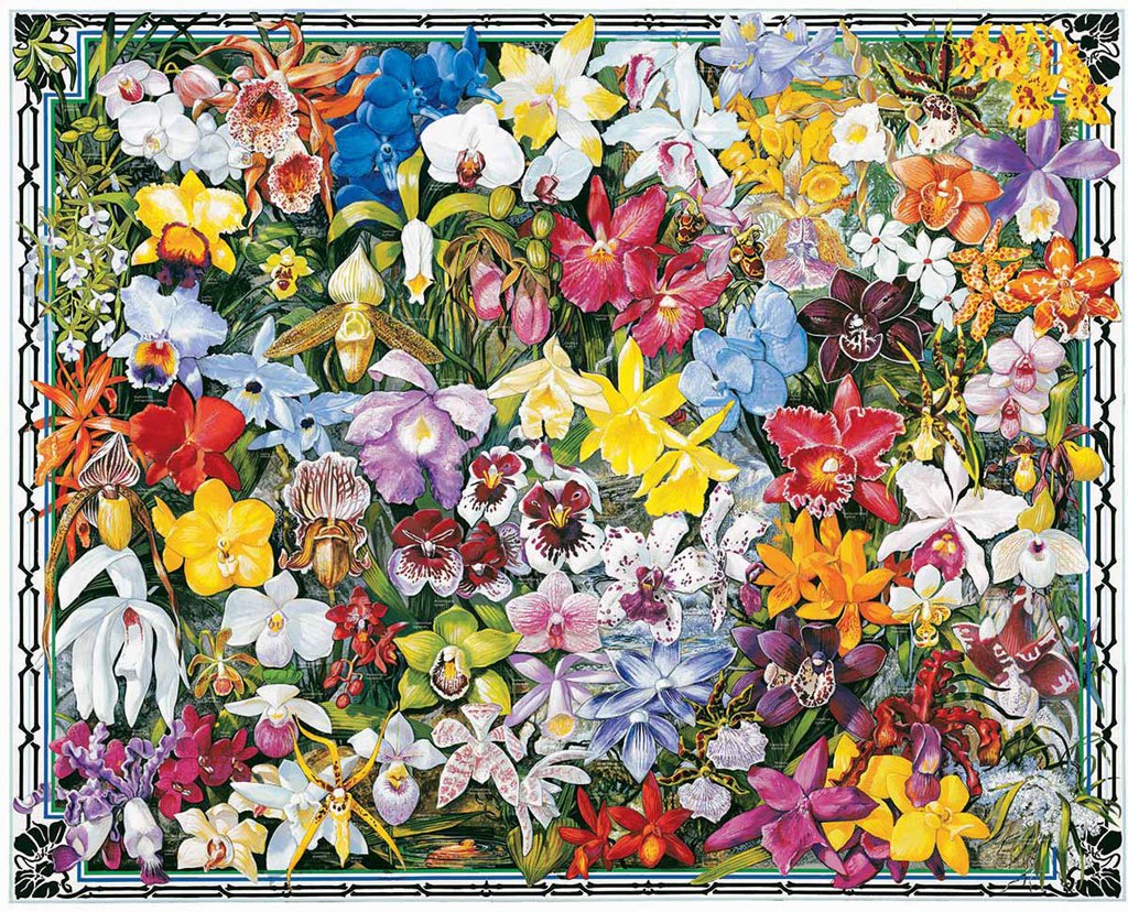 Orchids - 1000pc Jigsaw Puzzle By White Mountain