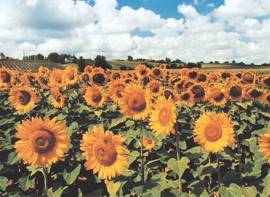 Sunflowers - 500pc Jigsaw Puzzle by Tomax