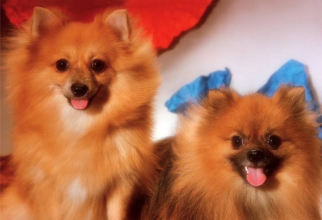 The Pomeranians - 300pc Jigsaw Puzzle by Tomax