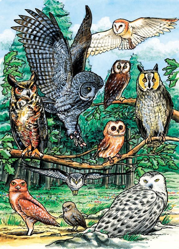 North American Owls - 35pc Tray Puzzle by Cobble Hill