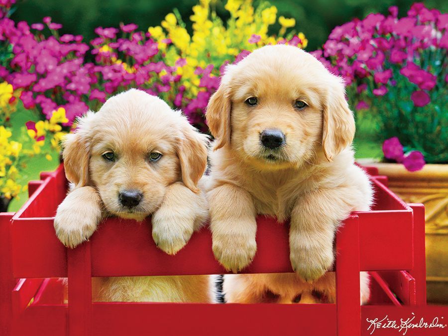 Kodak: Adorable Puppies - 350pc Jigsaw Puzzle by Lafayette Puzzle Factory  			  					NEW