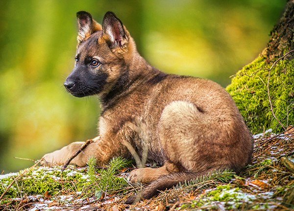 Puppy in the Forest - 120pc Jigsaw Puzzle By Castorland