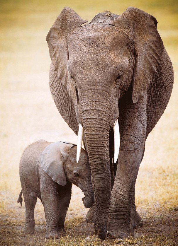 Elephant & Baby - 1000pc Jigsaw Puzzle by Eurographics