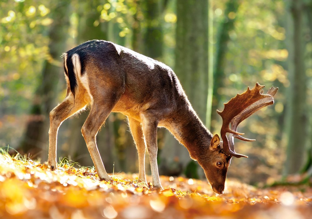 King of the Forest - 500pc Jigsaw Puzzle By Castorland