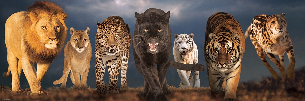 Big Cats - 1000pc Panoramic Jigsaw Puzzle by Eurographics