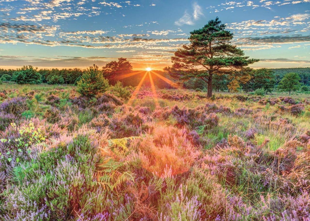 Heather at Sunset - 500pc Jigsaw Puzzle By Jumbo  			  					NEW
