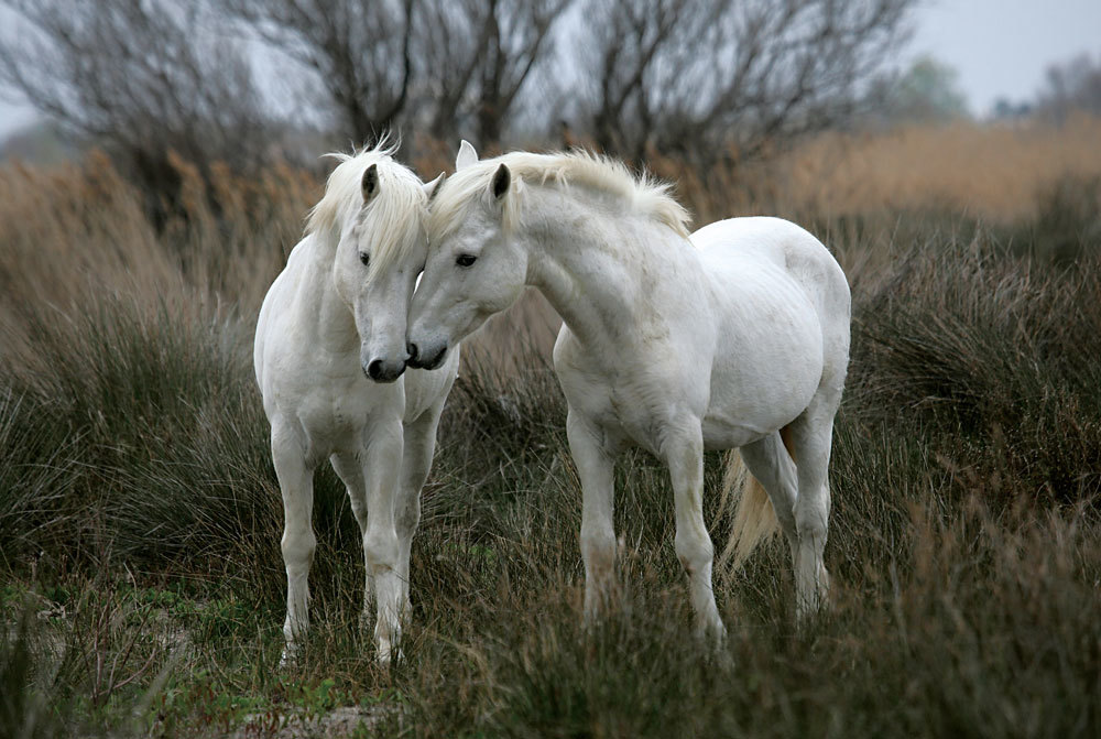 White Stallions - 1000pc Jigsaw Puzzle By Tomax