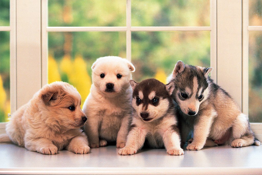 Little Doggies - 1000pc Jigsaw Puzzle by Tomax