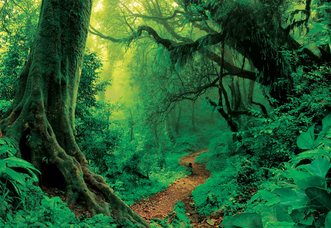 Enchanted Forest - 1000pc Jigsaw Puzzle by Educa