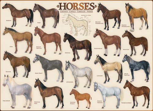 Horses - 1000pc Jigsaw Puzzle by Eurographics