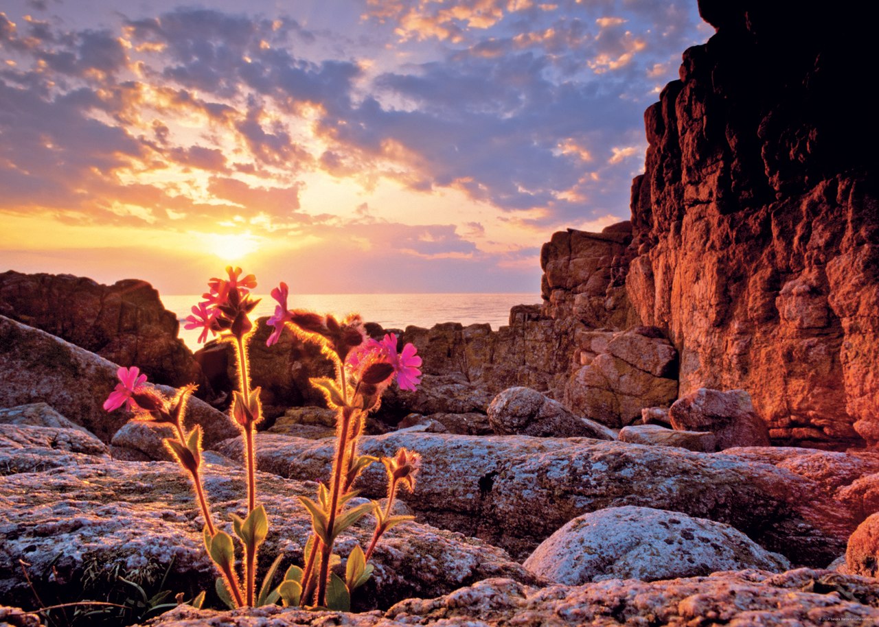 Red Campion - 1000pc Jigsaw Puzzle By Heye  			  					NEW