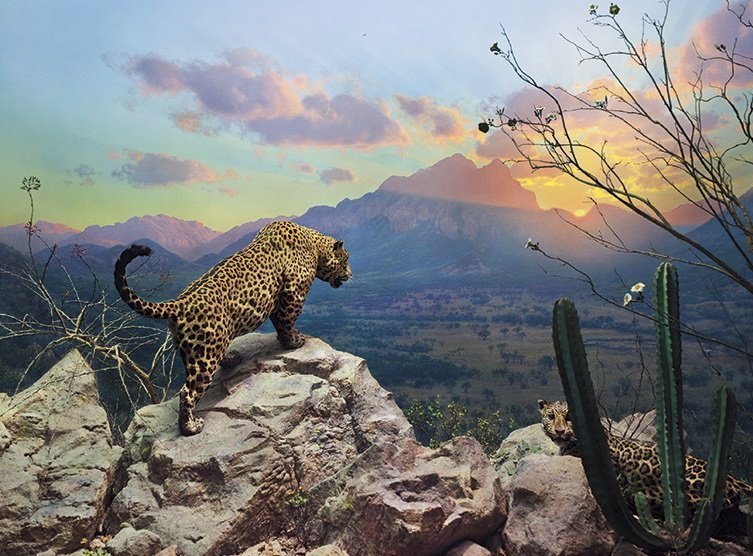Jaguar Diorama - 1000pc Jigsaw Puzzle by Pomegranate  			  					NEW
