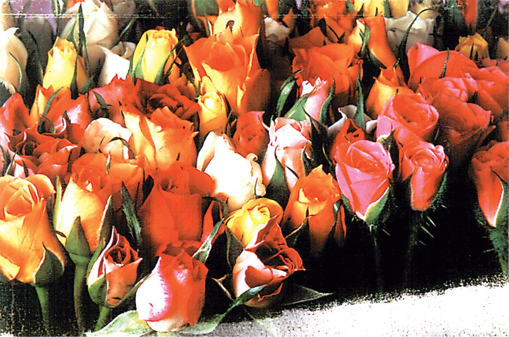 Roses - 1000pc Jigsaw Puzzle by Tomax