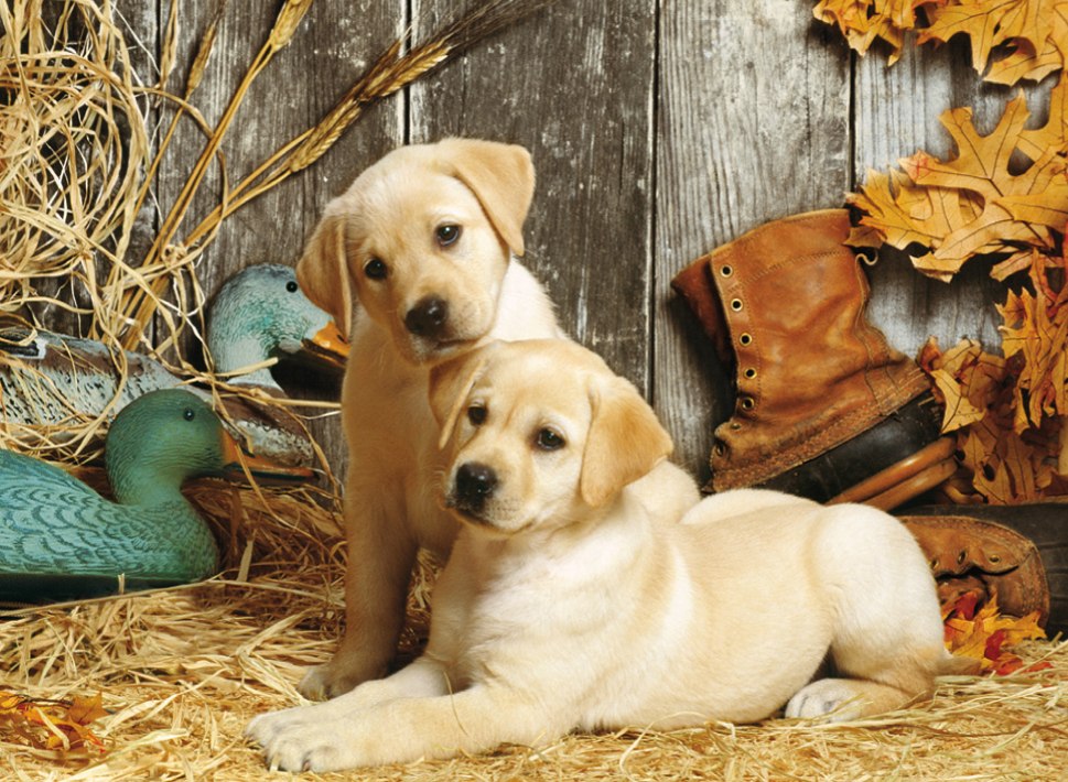 Hunting Dogs - 1500pc Jigsaw Puzzle by Clementoni