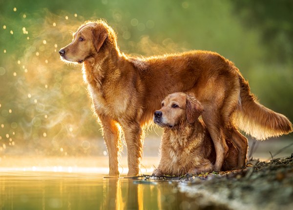 Best Friends - 180pc Jigsaw Puzzle By Castorland
