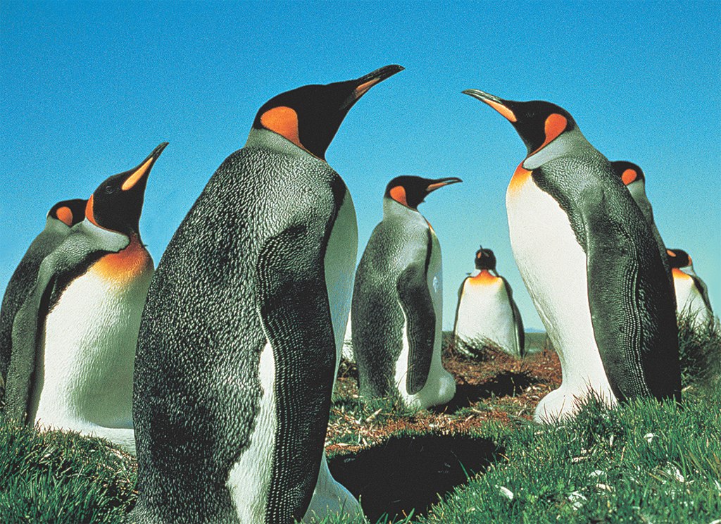 Penguin's Paradise - 500pc Jigsaw Puzzle by Tomax