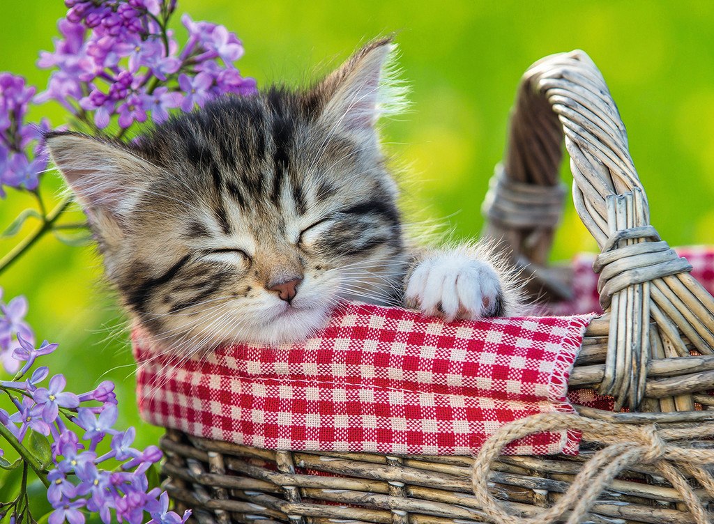 Sleeping Kitten - 100pc by Ravensburger