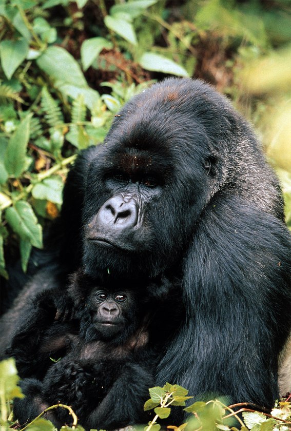 Gorilla - 1000pc Jigsaw Puzzle by Tomax