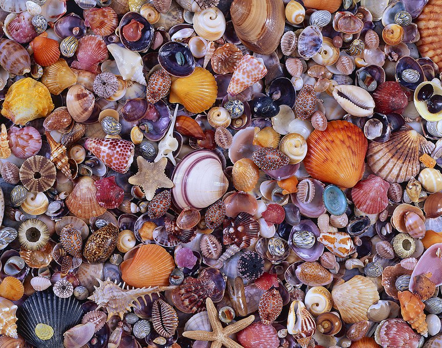 Sea Shells - 1000pc Jigsaw Puzzle by Piatnik