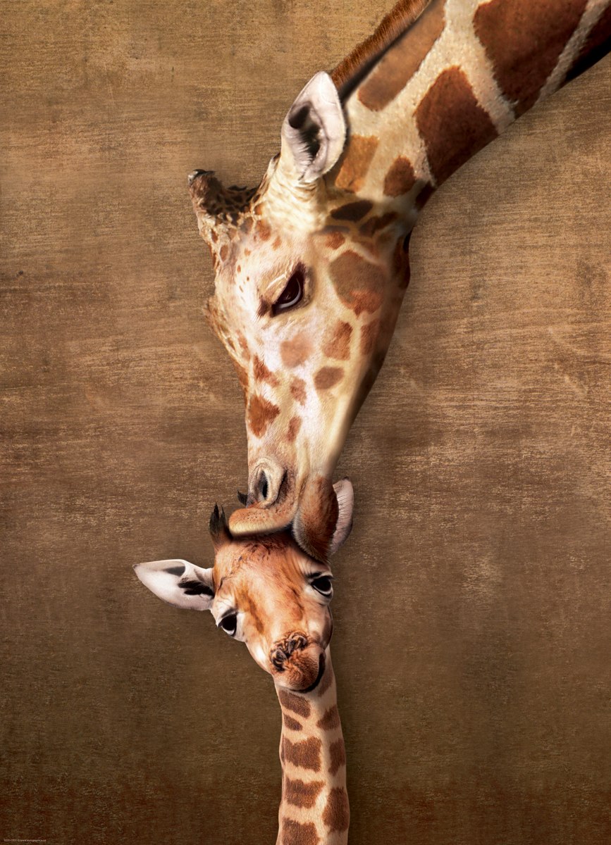 Giraffe Mother's Kiss - 500pc Jigsaw Puzzle by Eurographics