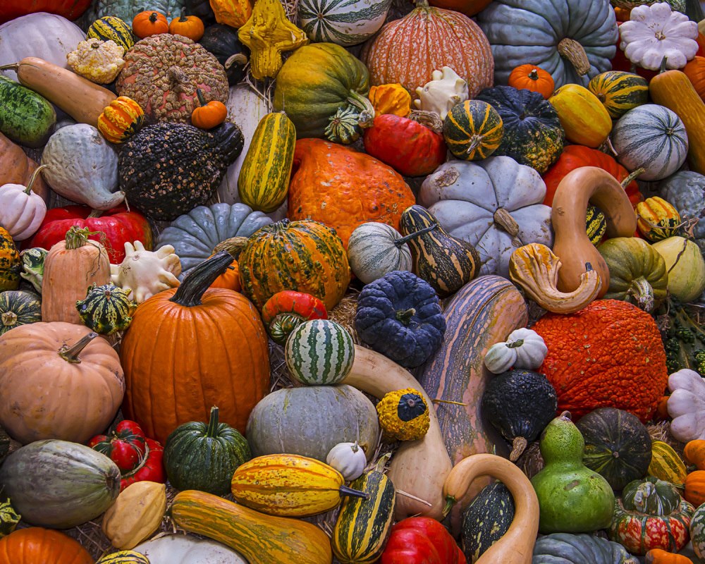 Autumn Harvest - 1000pc Jigsaw Puzzle by Vermont Christmas Company