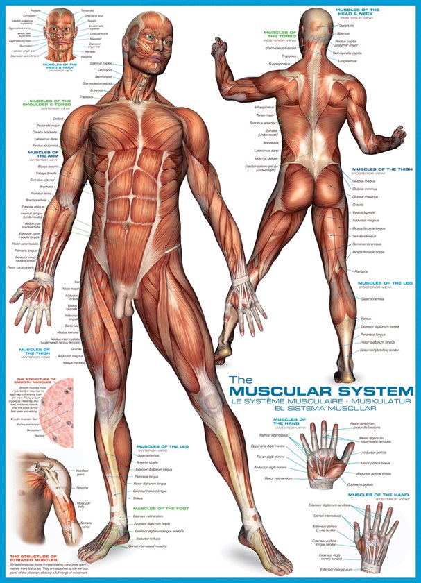 Muscular System - 1000pc Educational Jigsaw Puzzle by Eurographics
