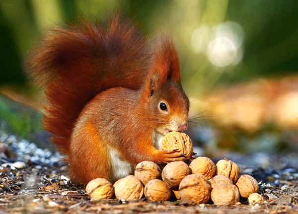 Squirrel in Paradise - 180pc Jigsaw Puzzle By Castorland