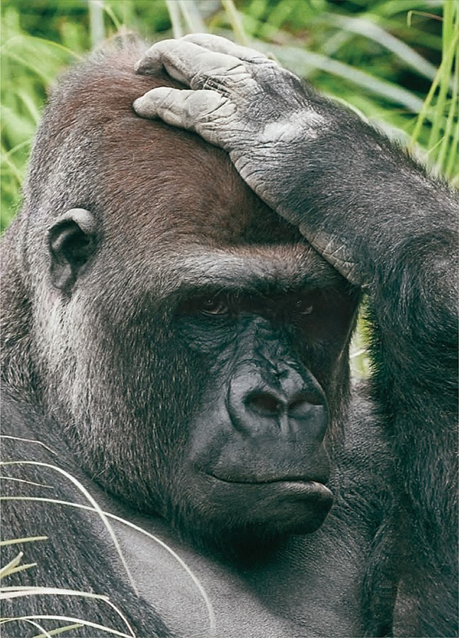 Wildlife: Gorilla - 54pc Mini Jigsaw Puzzle by D-Toys