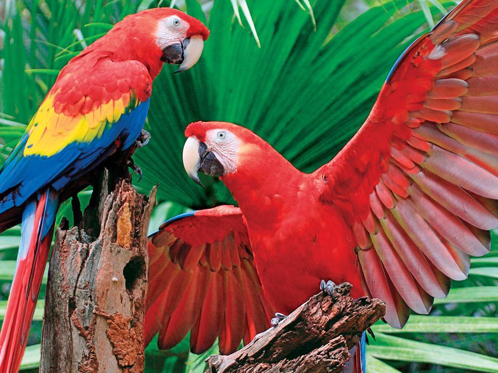 Scarlet Macaw - 400pc Family Jigsaw Puzzle by Springbok