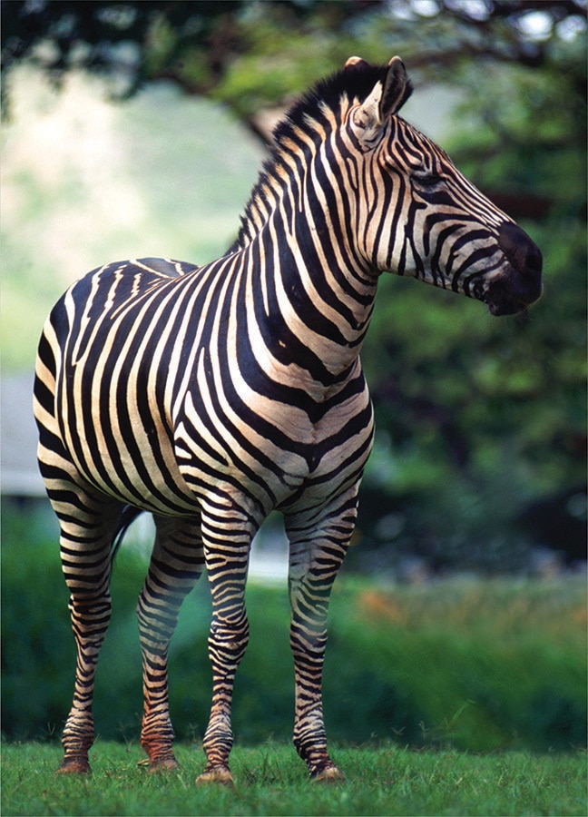Wildlife: Zebra - 54pc Mini Jigsaw Puzzle by D-Toys