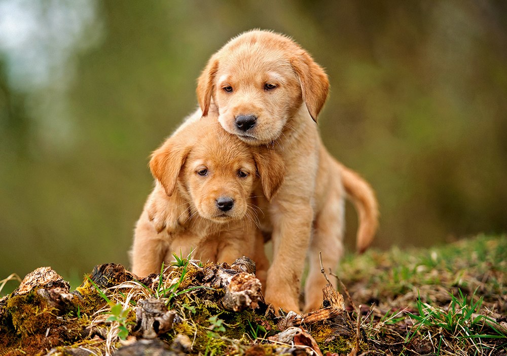 Puppy Love - 500pc Jigsaw Puzzle By Castorland