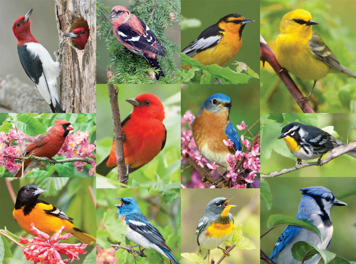 Birds of A Feather - 36pc Jigsaw Puzzle By Springbok