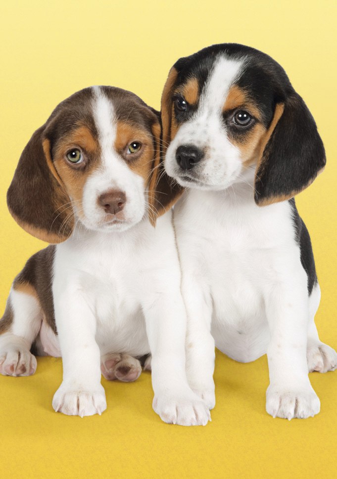 Nice Beagles - 500pc Jigsaw Puzzle by Clementoni
