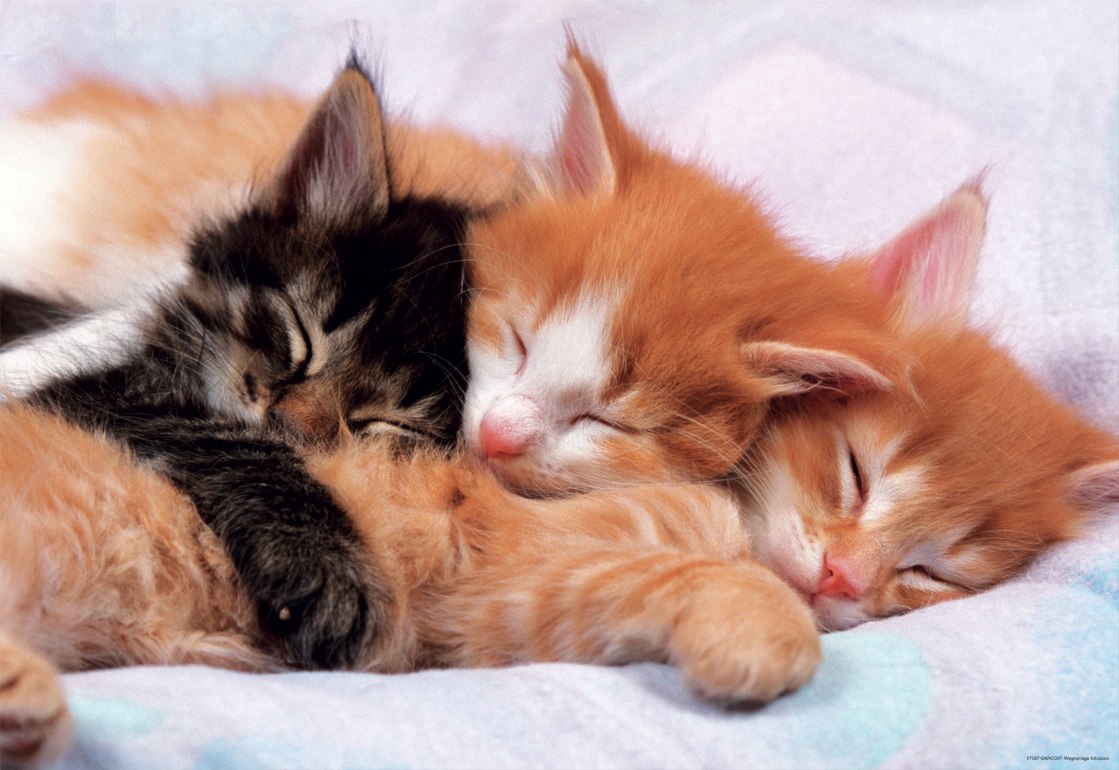 Kittens - 500pc Jigsaw Puzzle by Educa