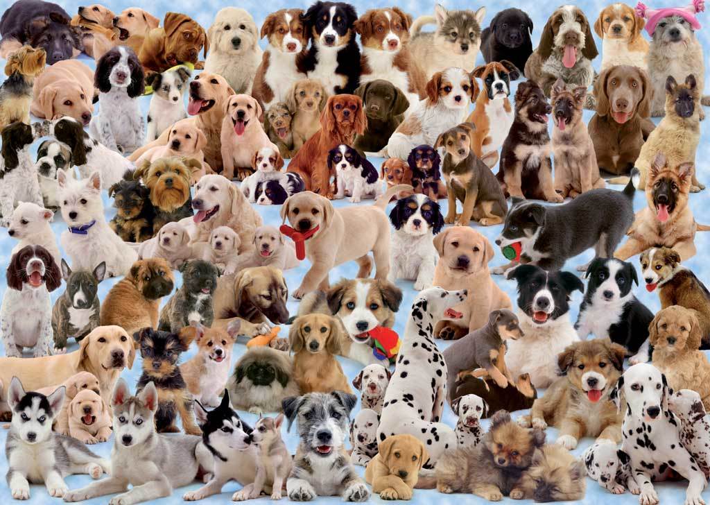 Dogs Galore! - 1000pc Jigsaw Puzzle by Ravensburger