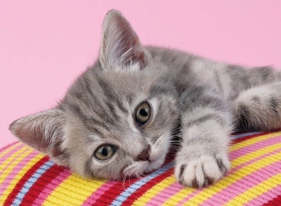 Grey Kitten - 500pc Jigsaw Puzzle by Clementoni  			  					NEW