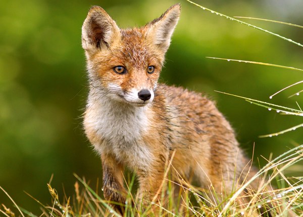 Little Fox on the Meadow - 260pc Jigsaw Puzzle By Castorland