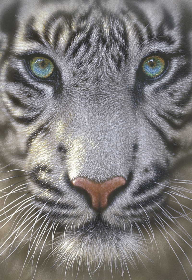 White Tiger - 500pc Jigsaw Puzzle By Educa