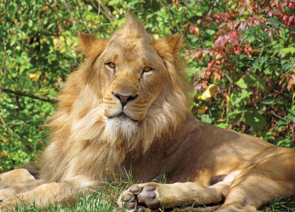 Lion King - 1000pc Jigsaw Puzzle By Springbok