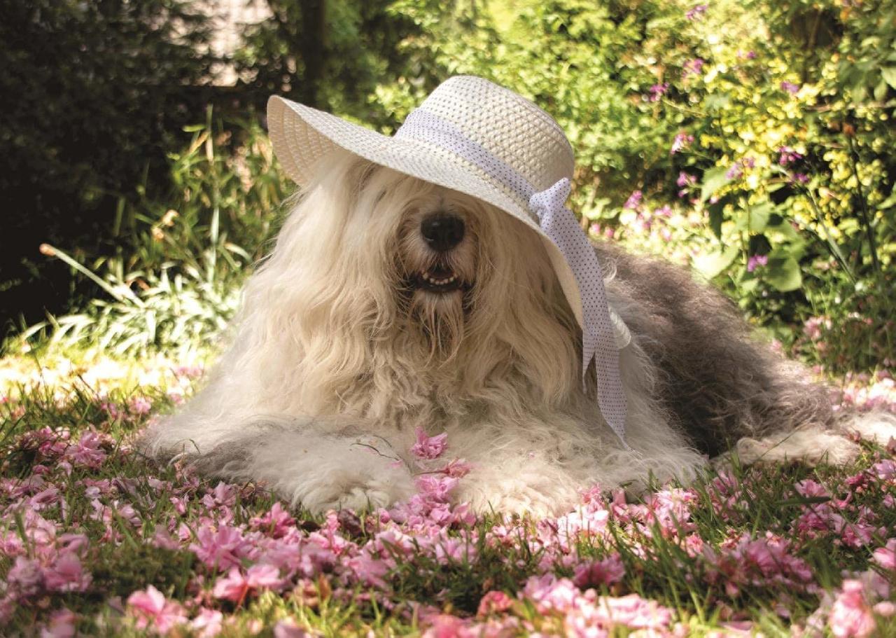 Sophie in a Bed of Flowers - 500pc Jigsaw Puzzle By Jumbo  			  					NEW