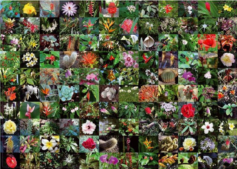 Blossoms - 1000pc Jigsaw Puzzle by Piatnik