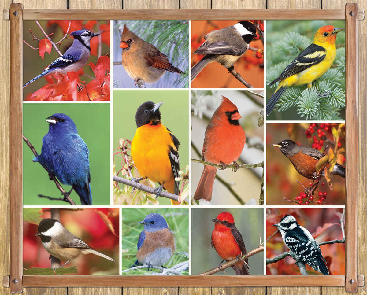 Songbirds - 1000pc Jigsaw Puzzle By Springbok
