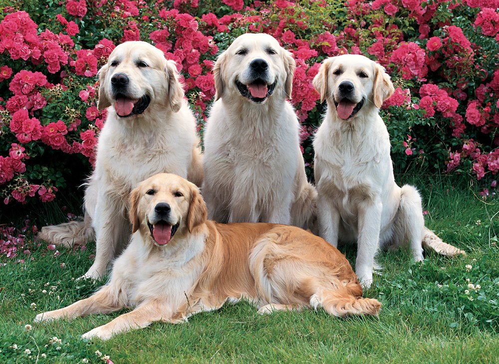 Golden Retrievers - 500pc Jigsaw Puzzle By Tomax