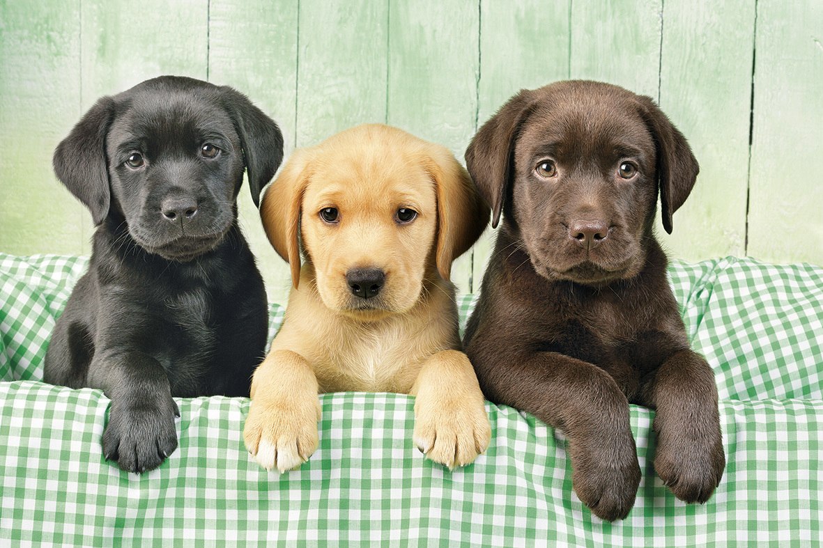 Three Labs - 1000pc Jigsaw Puzzle by Clementoni