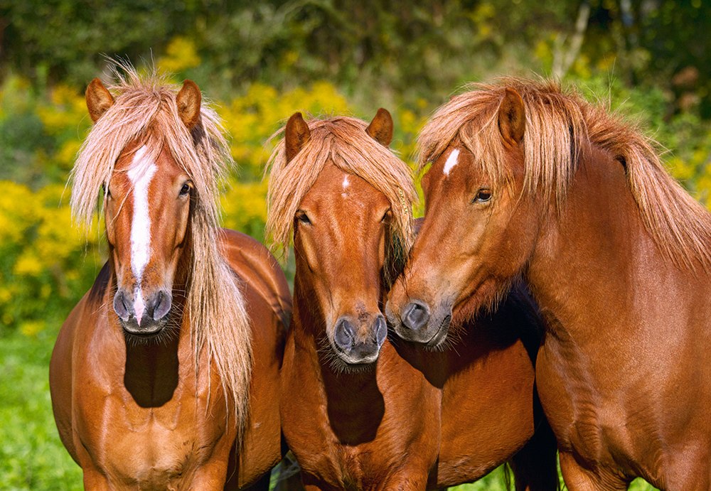 Horse Friends - 1000pc Jigsaw Puzzle By Castorland  			  					NEW