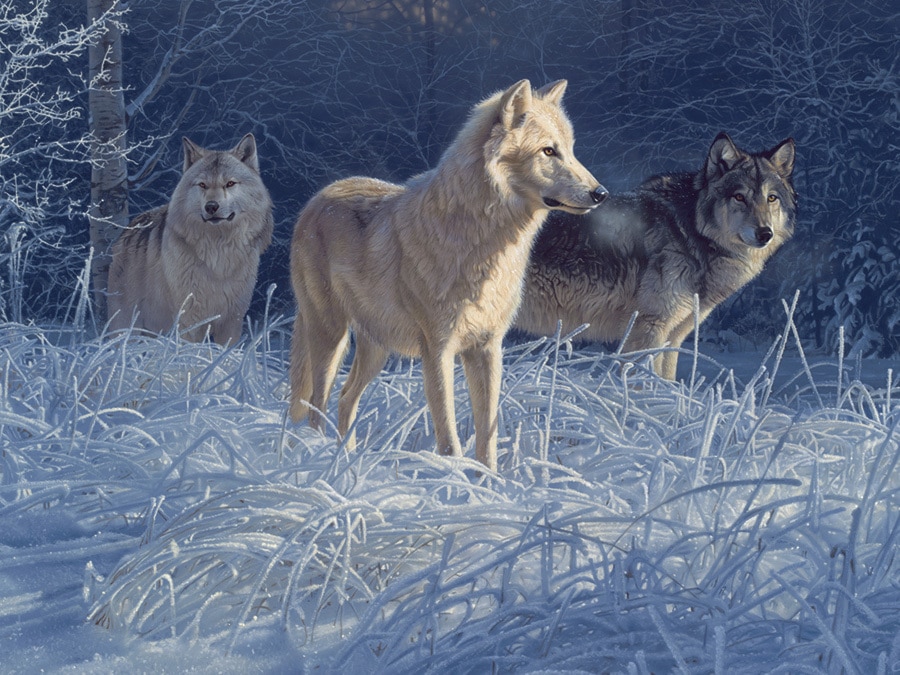 White Gold Wolves - 500pc Jigsaw Puzzle by Cobble Hill