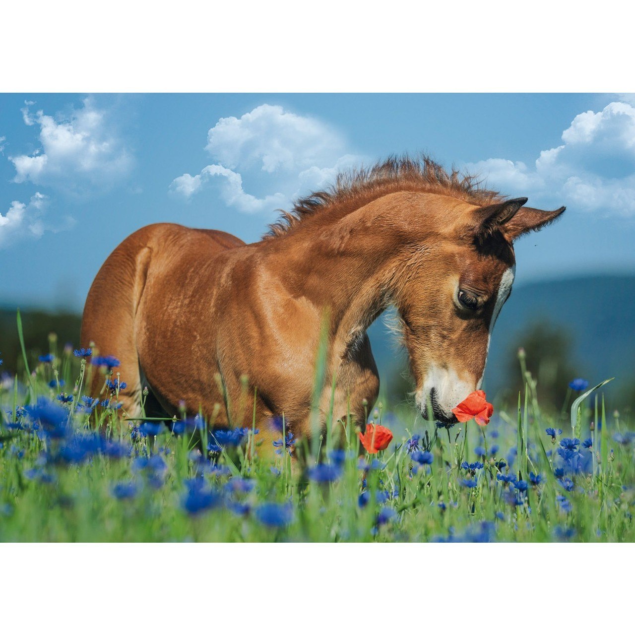 Welsh Pony - 500pc Jigsaw Puzzle by Schmidt
