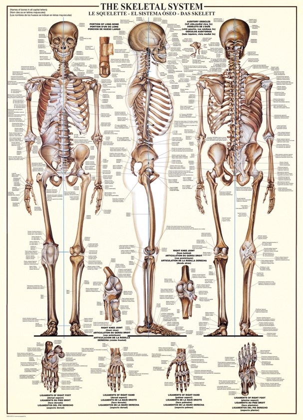 The Skeletal System - 1000pc Educational Jigsaw Puzzle by Eurographics